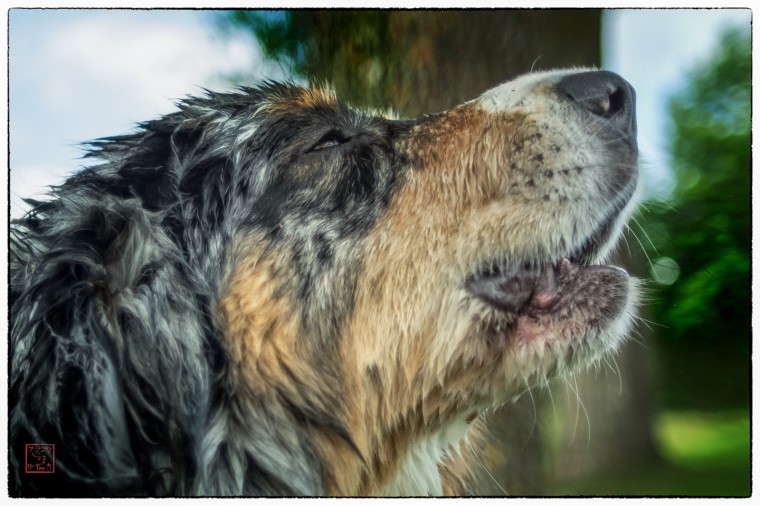 bloeff-der-hund (1)